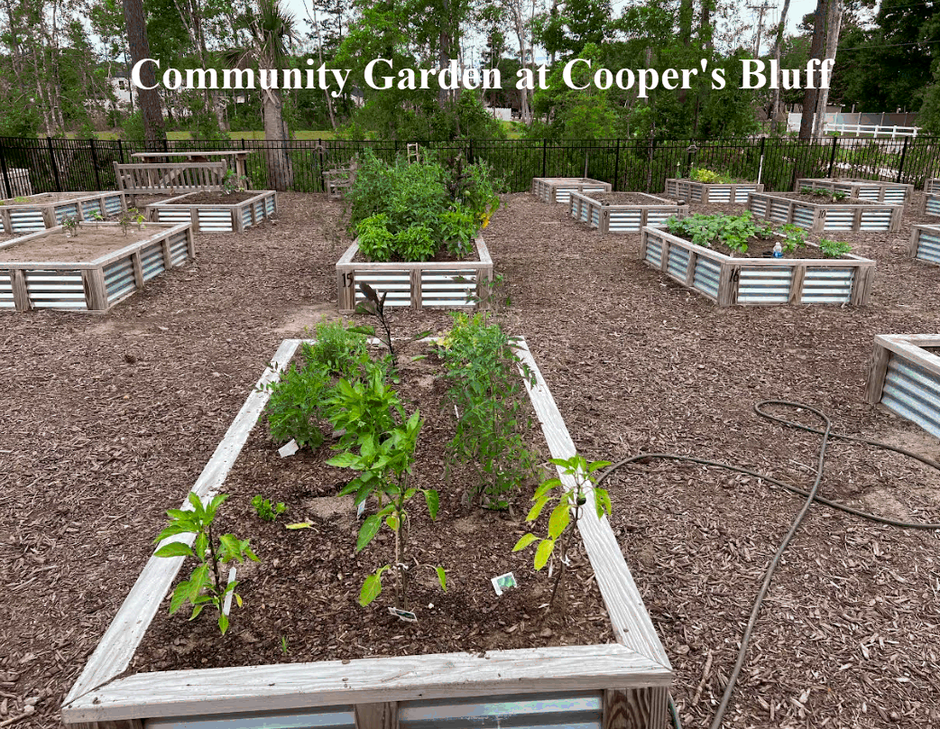 Community Garden in Cooper's Bluff